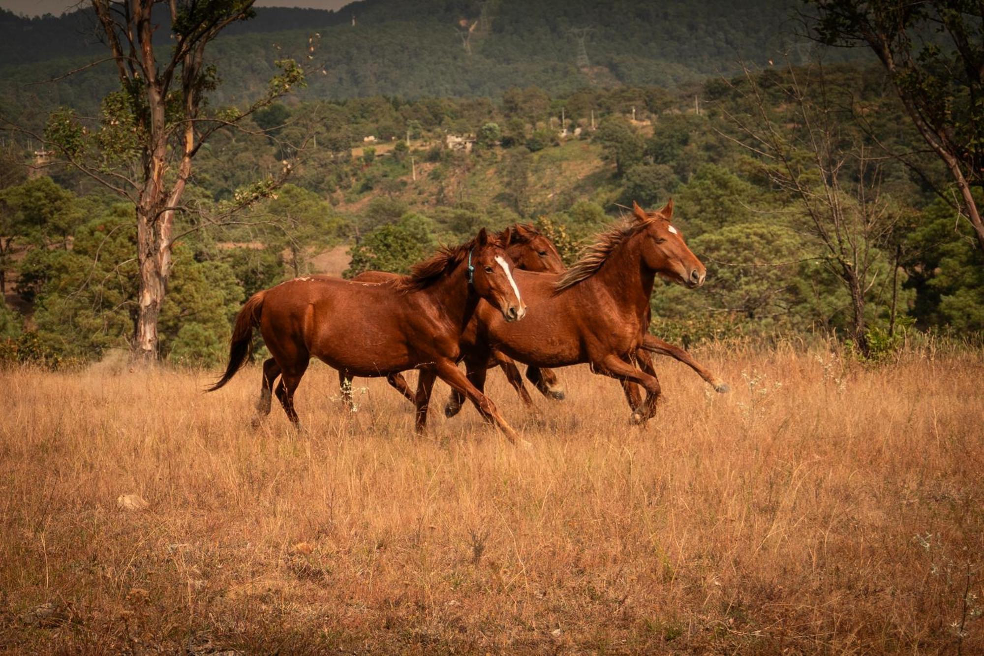 Rancho Reencuentro Eco Hotel & Cabalgatas Valle de Bravo Exterior foto